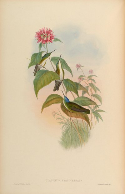 Cyanomyia cyanocephala by John Gould